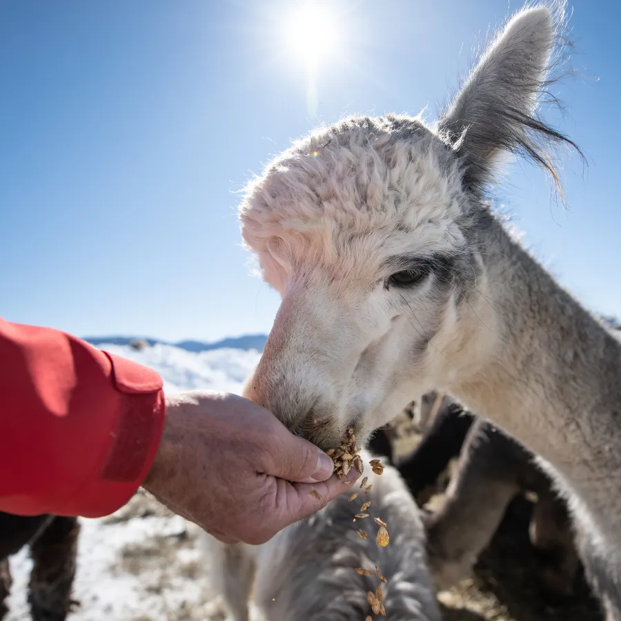 Alpaca & Llama Farm Tour Experience