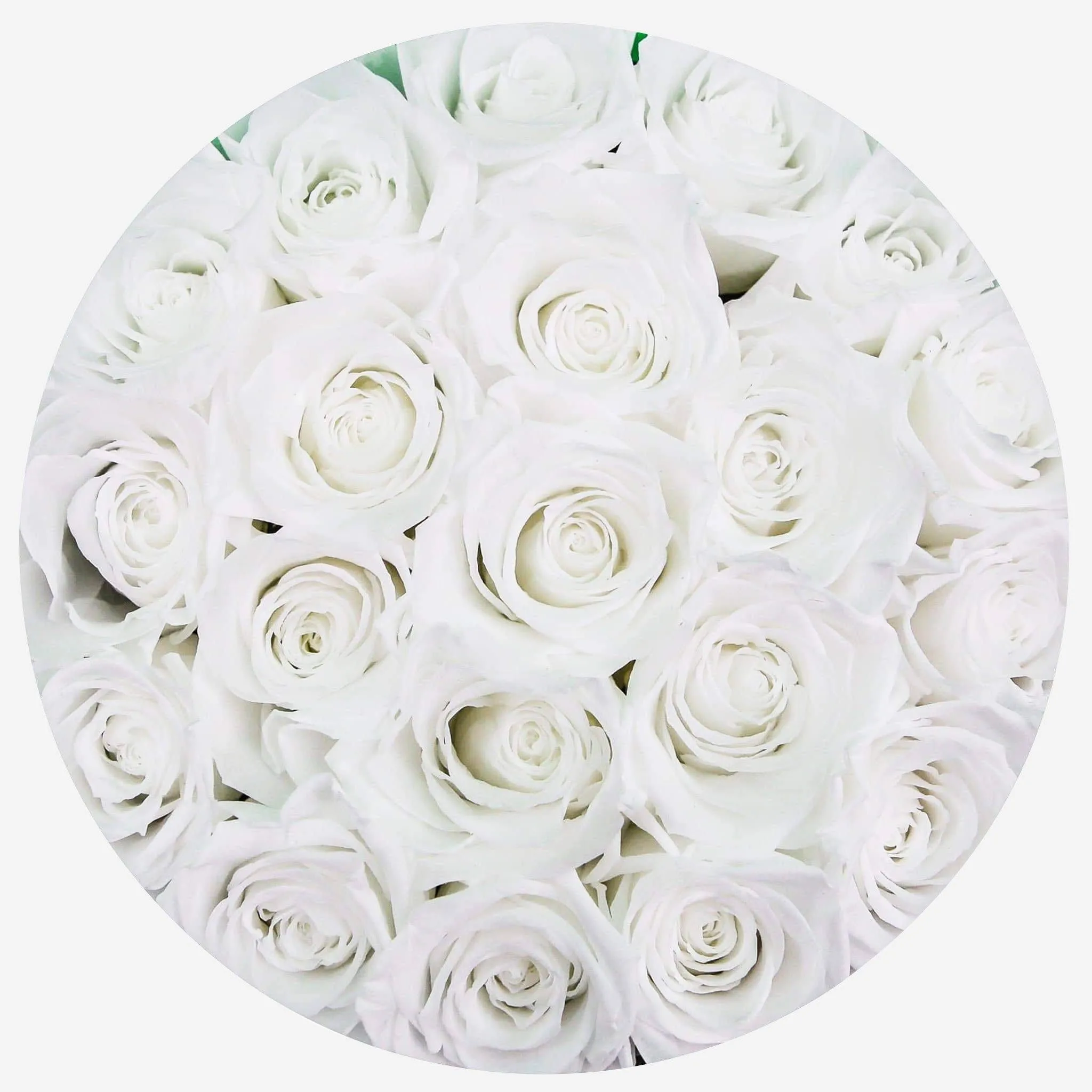 Classic White Box | White Roses